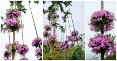 Video ngắm vườn hoa lan mọc trên thân cây cau thành từng chùm tím rịm