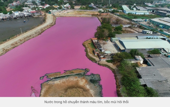 Nước hồ ở Bà Rịa - Vũng Tàu bỗng chuyển màu hồng tím 