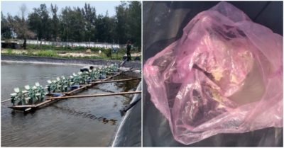 Hơn một triệu con tôm giống chết trắng, mặt hồ có bao nilông chứa thuốc sâu
