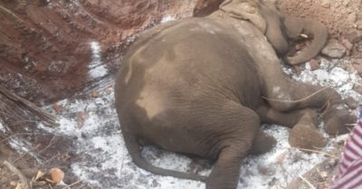 Thêm một voi nhà chết, số cá thể voi Đắk Lắk trên đà giảm