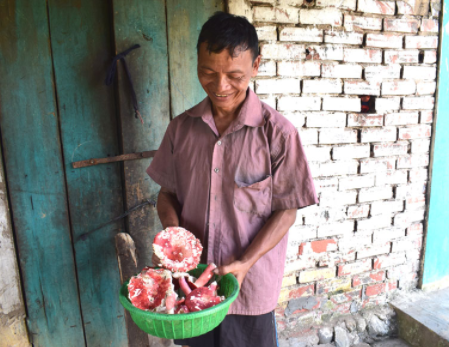 Nấm chẹo là nguồn thu của nhiều người ở thôn Nà Cà, xã Phong Dụ, huyện Tiên Yên.
