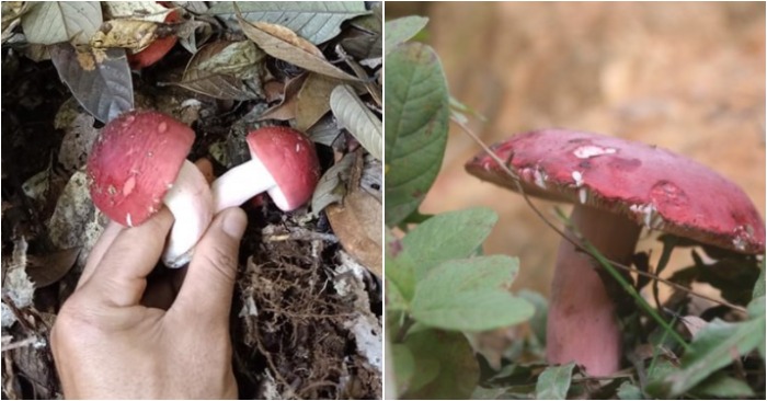 Nấm chẹo - đặc sản của miền rừng Việt Nam được các thương lái Trung Quốc săn lùng