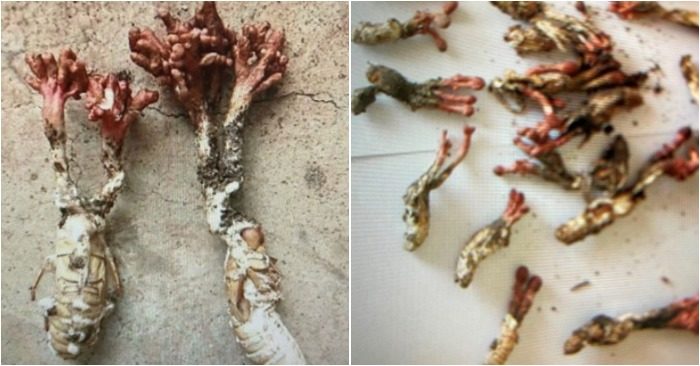 Gặp họa vì ăn ve sầu có ‘sừng’ giống đông trùng hạ thảo