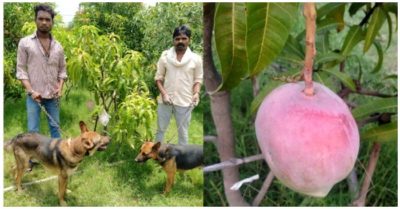 Cặp vợ chồng thuê 4 vệ sĩ, 6 con chó để bảo vệ 7 quả xoài