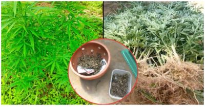 Vợ chồng người nước ngoài trồng hàng trăm cây cần sa ở bãi giữa sông Hồng