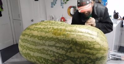 Bổ quả dưa hấu khổng lồ 130kg, người nông dân ‘sốc’ nhẹ