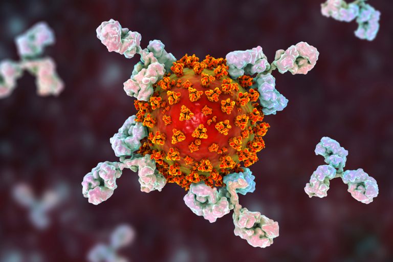 Ảnh minh họa cơ chế hoạt động của cocktail kháng thể trong việc điều trị Covid-19 (ảnh: Shutterstock).