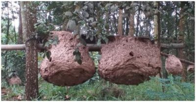 Bé trai 2 tuổi thiệt mạng sau khi bị ong vò vẽ đốt 50 nốt