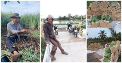 Người đàn ông Tiền Giang: ‘Tao già rồi không có tiền bây ơi! Giờ có ít sả tươi, gửi cho bà con giùm nhen’