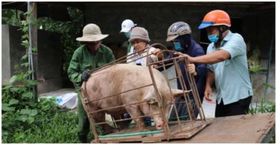 Ân tình của người dân Quảng Trị gửi đến TP. HCM: ‘Nhà còn con lợn 120kg, tôi mang tới ủng hộ’
