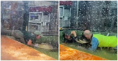 Video: Du khách lao vào giải cứu huấn luyện viên bị cá sấu ngoạm tay lôi vào bể nước