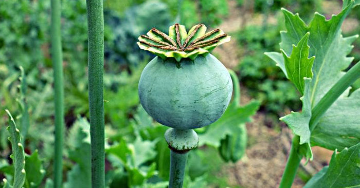 Cây ma túy và các chế phẩm ma túy liên quan