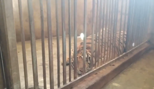 Bên trong một trại nuôi hổ ở Đô Thành 