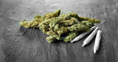 Ma túy cỏ Mỹ là gì? Nguy hiểm như thế nào?