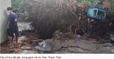Video hiện trường cây đa hơn 200 tuổi bật gốc, đè người phụ nữ bán cá thiệt mạng