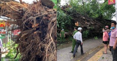 Cây đa bật gốc ngã đổ đè người đi đường thiệt mạng, ai bồi thường cho nạn nhân?