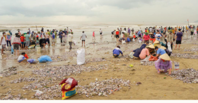 Video: Hàng trăm người đổ ra biển nhặt ‘lộc trời’