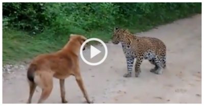 Video: Chó nhà ‘mắng té tát’ báo hoa mai