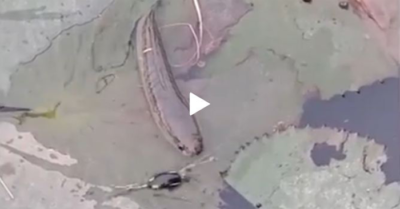 Video: Mệt mỏi vì bị mồi ngon làm phiền, cá lóc quyết định bỏ chạy