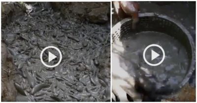 Video hốt trọn ổ cá rô hàng trăm con lúc nhúc dưới lớp bùn khi cạn nước