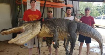 Phát hiện cổ vật 6.000 năm tuổi trong bụng cá sấu khổng lồ Mississippi