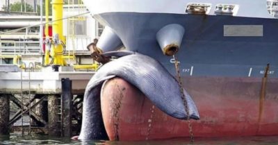 Video: Hiện trường tàu chở dầu tông trúng cá voi quý hiếm dài 12m