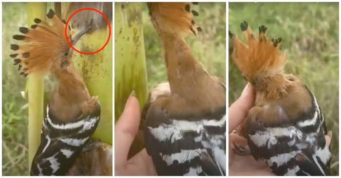 Cô gái giải cứu chim gõ kiến đầu rìu mắc kẹt trên cây chuối (ảnh ghép từ clip).
