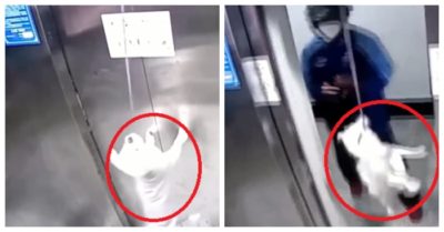 Video: Chó cưng bị treo cổ trong thang máy may mắn thoát chết