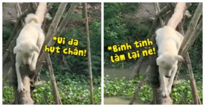 Video: Chó cưng trổ tài đi cầu khỉ