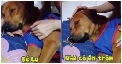 Video chú chó ngủ say, mặc cho cô chủ liên tục kêu ‘nhà mình có ăn trộm’
