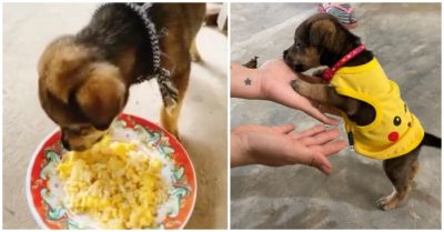 Video chú chó nhỏ may mắn sót lại trong đàn 15 con bị tiêu hủy vì được gia đình cho trên đường về nhà