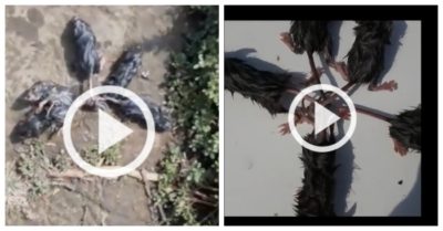 Video: Chủ đất phát hiện ‘vua chuột’ sau trận lụt