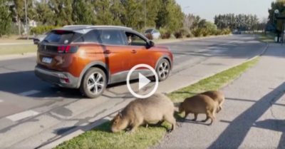 Video: Đàn chuột khổng lồ xâm chiếm khu dân cư