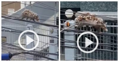 Clip: Chuột mẹ cõng đàn con đi trên dây điện khiến dân mạng tròn mắt