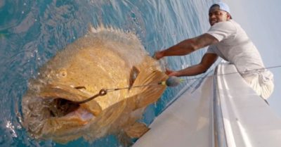 Video: Toát mồ hôi hột kéo lên con cá ’khủng’ 300kg, người đàn ông vội thả đi