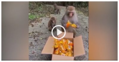 Video: Đàn khỉ xếp hàng nhận đồ cứu trợ