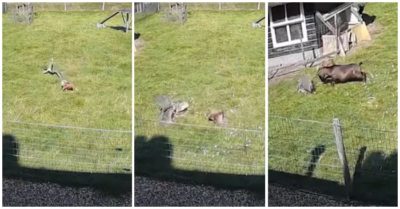 Video dê cứu gà khỏi nanh vuốt diều hâu trong 5 giây