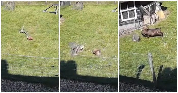 Video dê cứu gà khỏi nanh vuốt diều hâu trong 5 giây