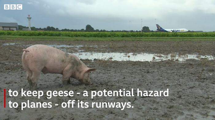 Sân bay Hà Lan lập đội tuần tra lợn (ảnh chụp từ video BBC).