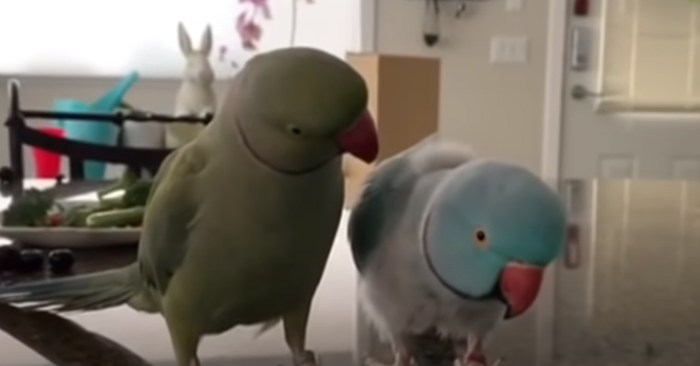 Video: Hai chú vẹt nói chuyện với nhau đầy tình cảm