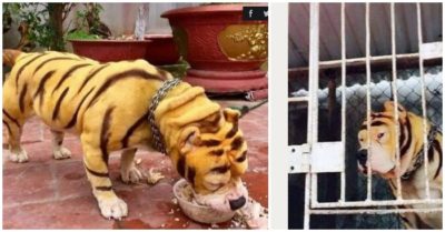 ‘Hổ vằn’ nhìn hung dữ nhưng chẳng trông nhà được, chỉ ăn như thuồng luồng rồi ngủ như heo