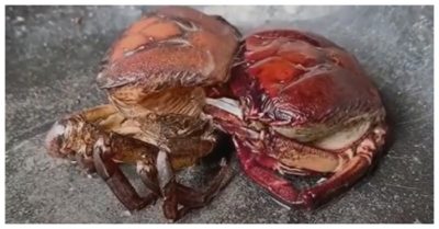 Video: Cận cảnh lần đầu thấy cua lột xác