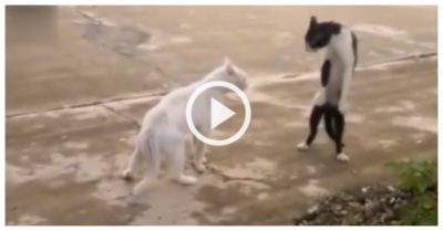 Clip: Mèo cưng nhảy kiểu Michael Jackson để ra oai