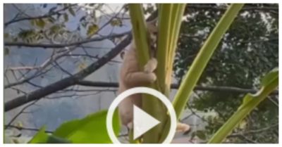 Clip: Mèo trèo lên ôm ngọn chuối vì bị chó đuổi