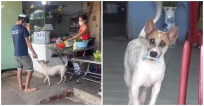 Video: Chó cưng phụ bà chủ thu tiền, mang hàng cho khách