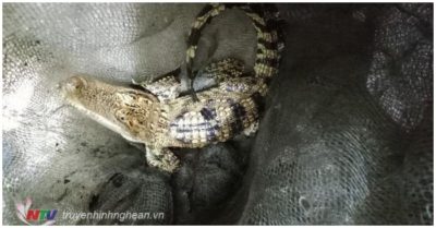 Nghệ An: Người dân vớt được cá sấu khi đang câu cá đêm