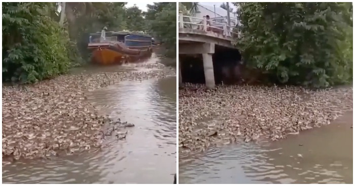 Hàng ngàn con vịt nhảy khỏi thuyền để kiếm ăn (ảnh cắt từ clip).