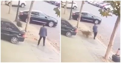 Clip: Lợn rừng ‘bẽn lẽn’ rời đi sau cú húc trượt người đàn ông