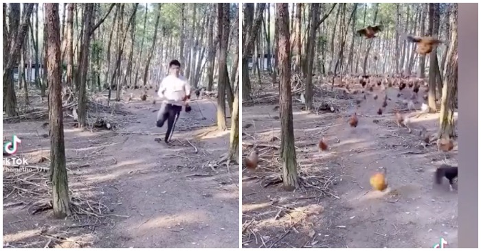 Chàng trai dẫn đàn gà như đánh trận (ảnh cắt từ clip).
