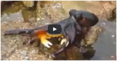 Video khoảnh khắc bạch tuộc ẩn nấp tài tình rồi ‘phi thân’ lên bờ săn cua